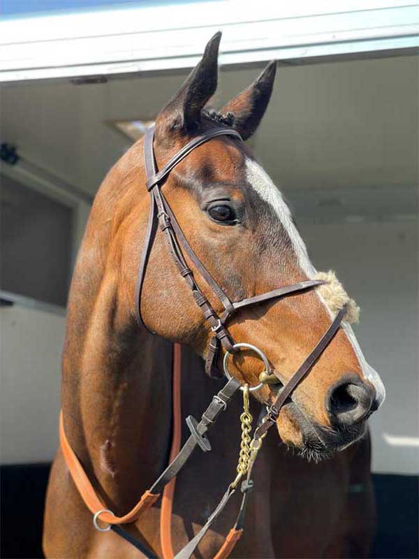 Cotswold Horsebox Hire Transport